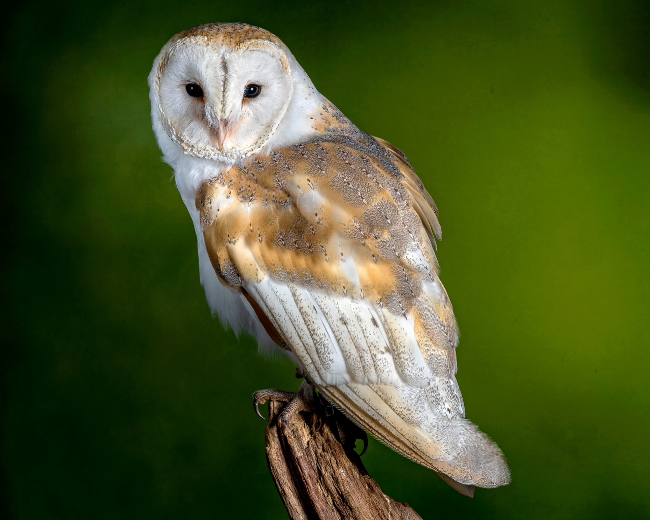 Обыкновенная Сипуха сидит на ветке на зеленом фоне