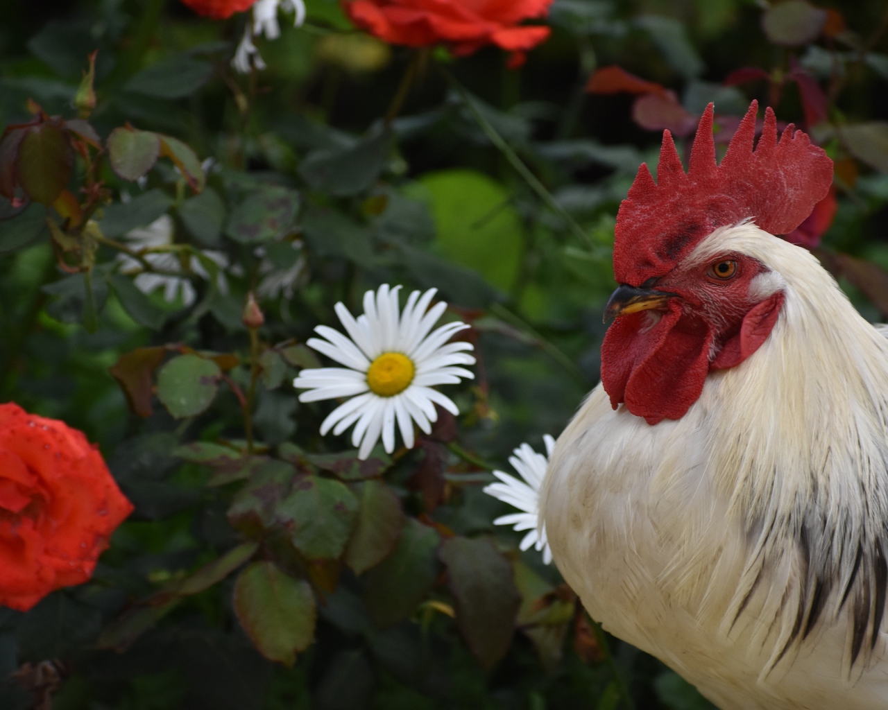 Красивый большой домашний петух на фоне роз