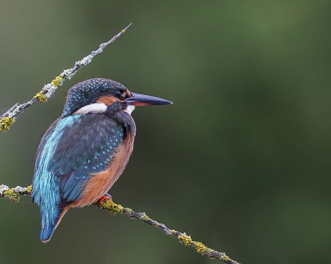Красивая птица зимородок с острым клювом сидит на ветке