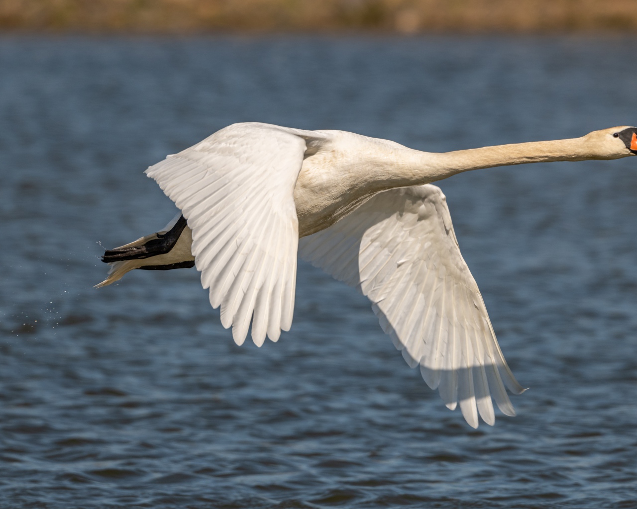 Красивый белый лебедь летит над озером