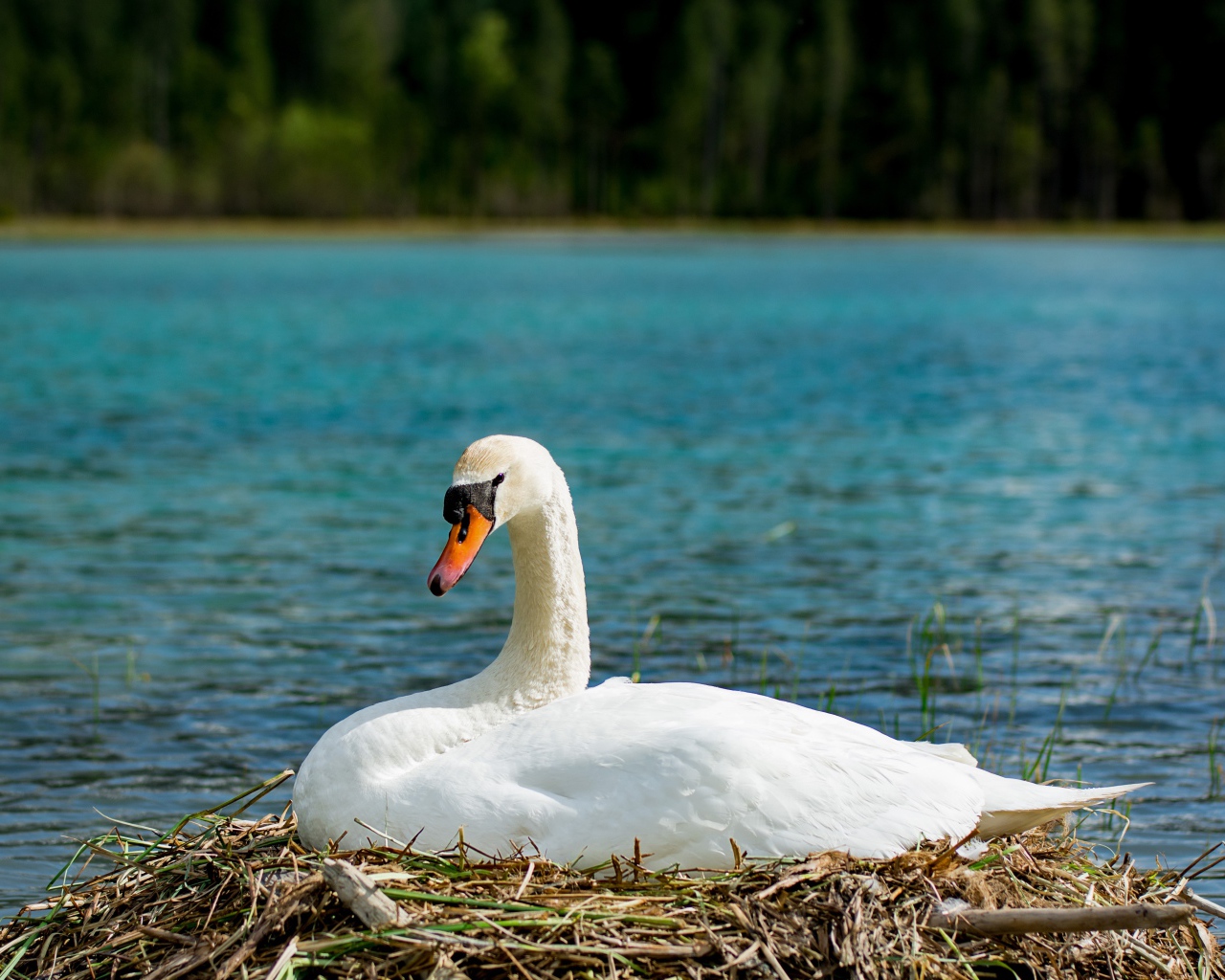 Красивый белый лебедь в гнезде у озера