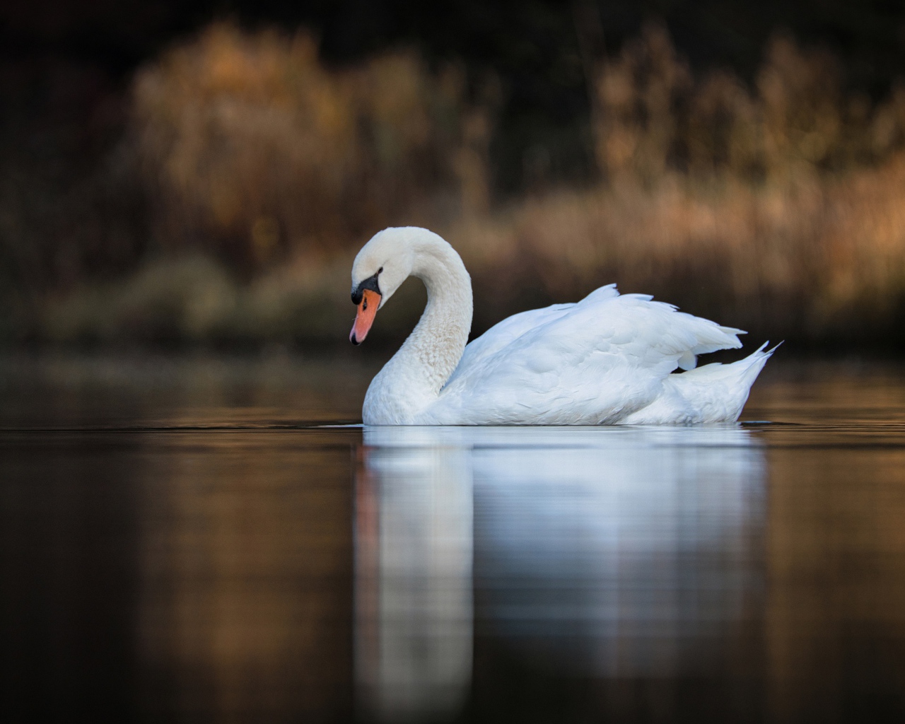 Красивый белый лебедь в спокойной воде озера 