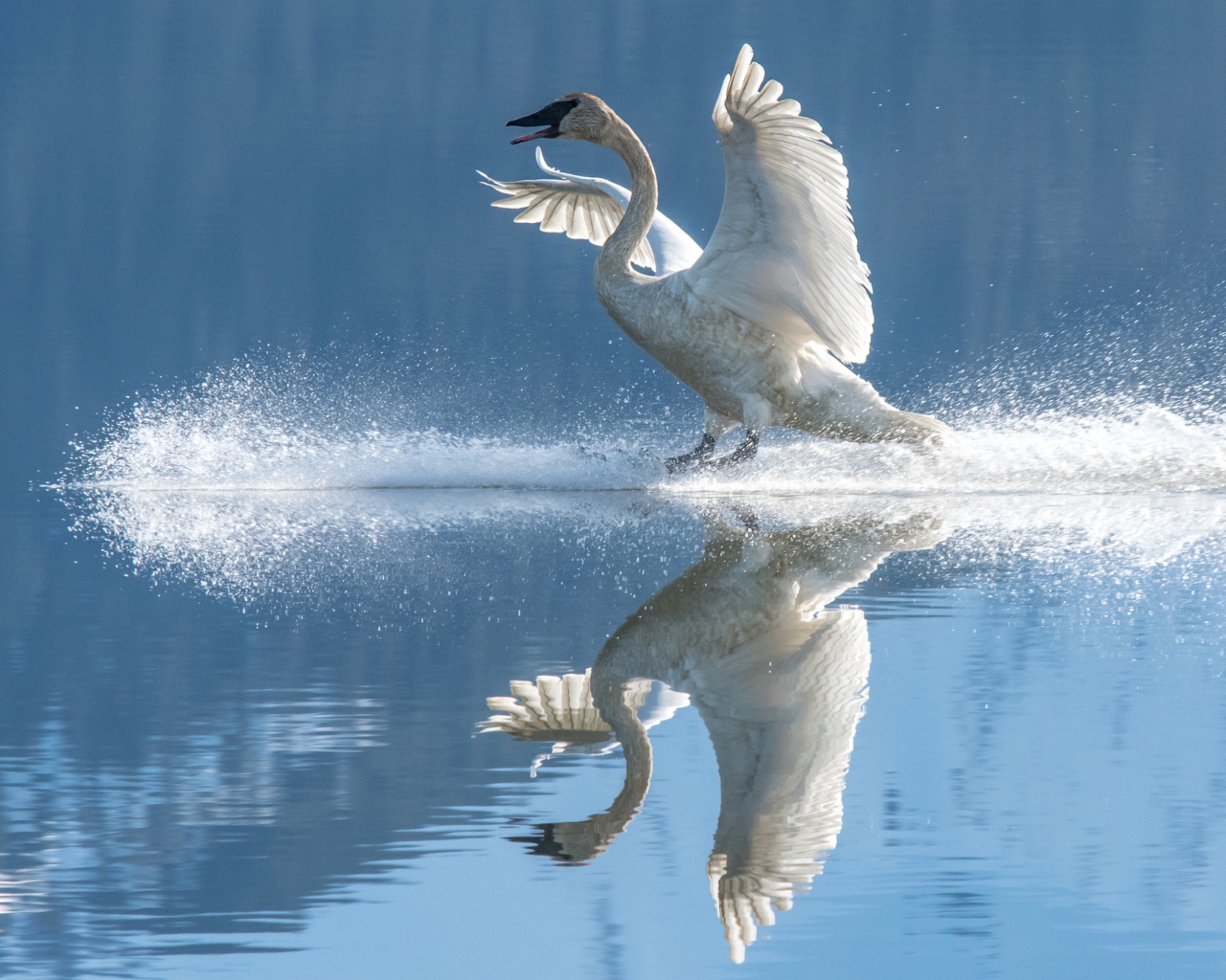 Красивый белый лебедь садится на воду