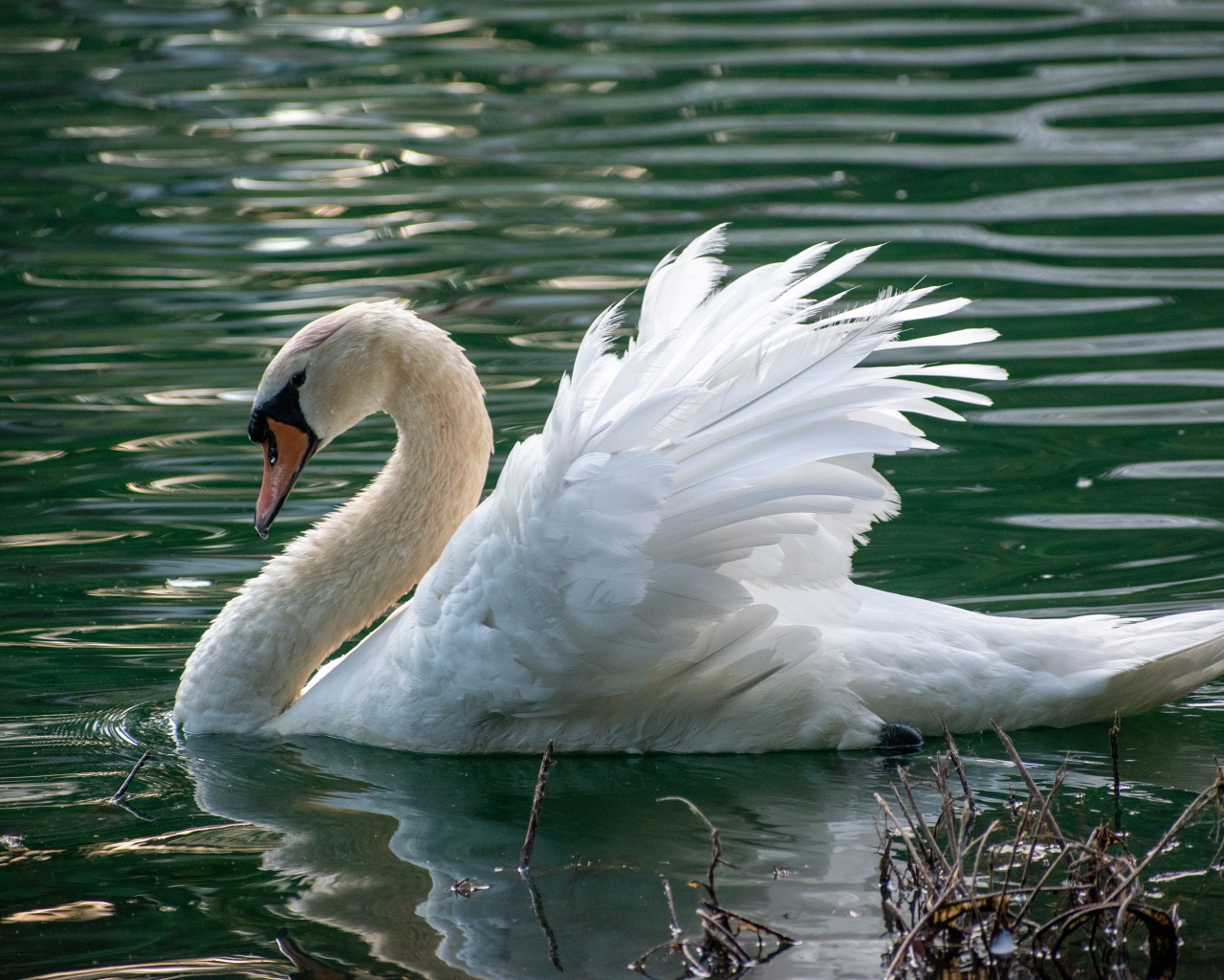 Красивый белый лебедь плавает в пруду 