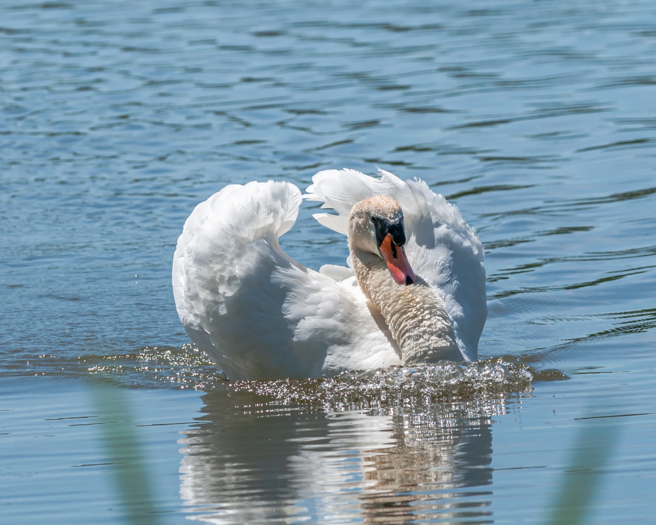Красивый белый лебедь плавает в воде