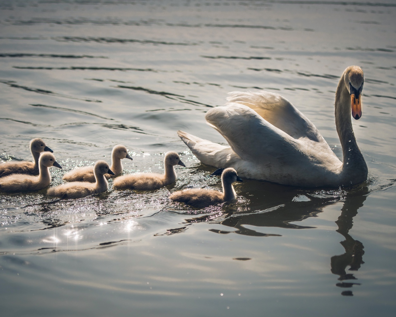 Красивый белый лебедь с птенцами в воде 