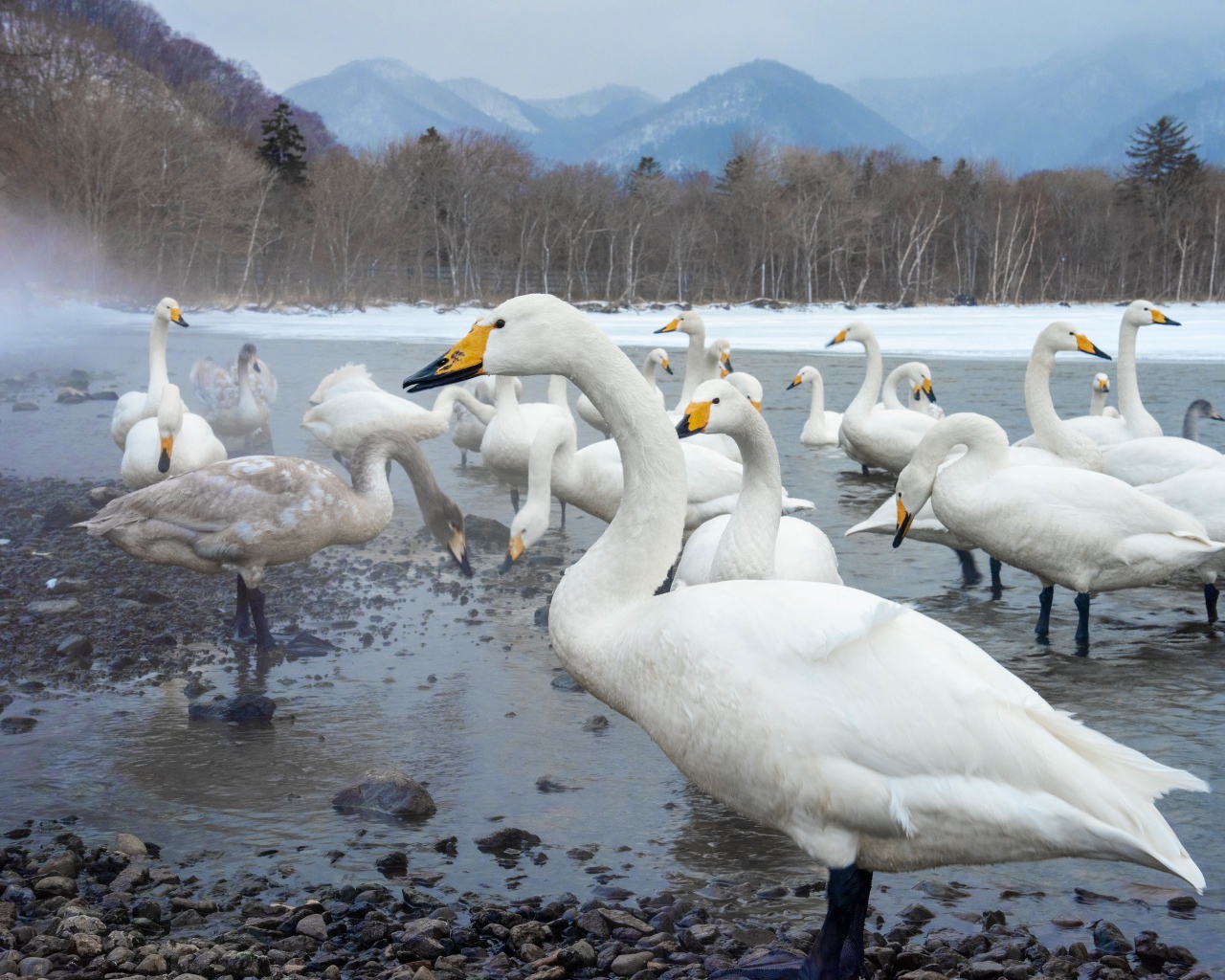 Красивые белые лебеди в зимнем озере в горах