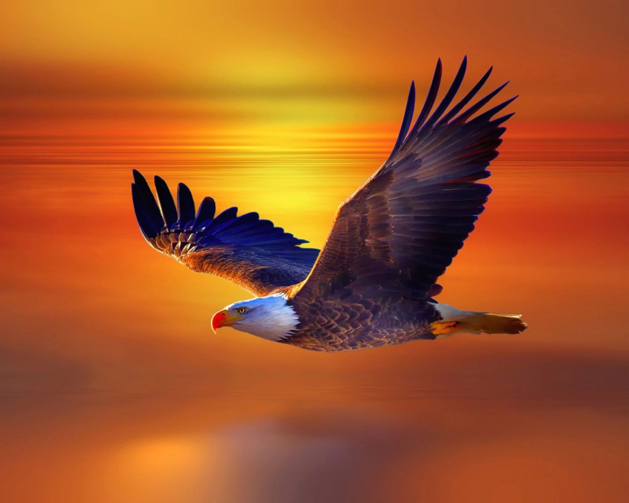 Большой белоголовый орлан в небе на закате 