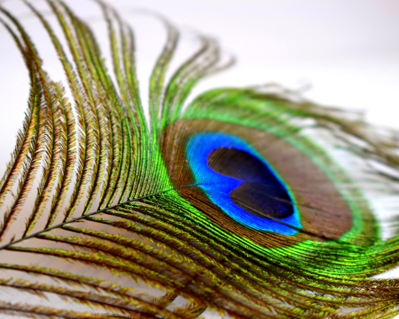 Большое красивое перо павлина крупным планом