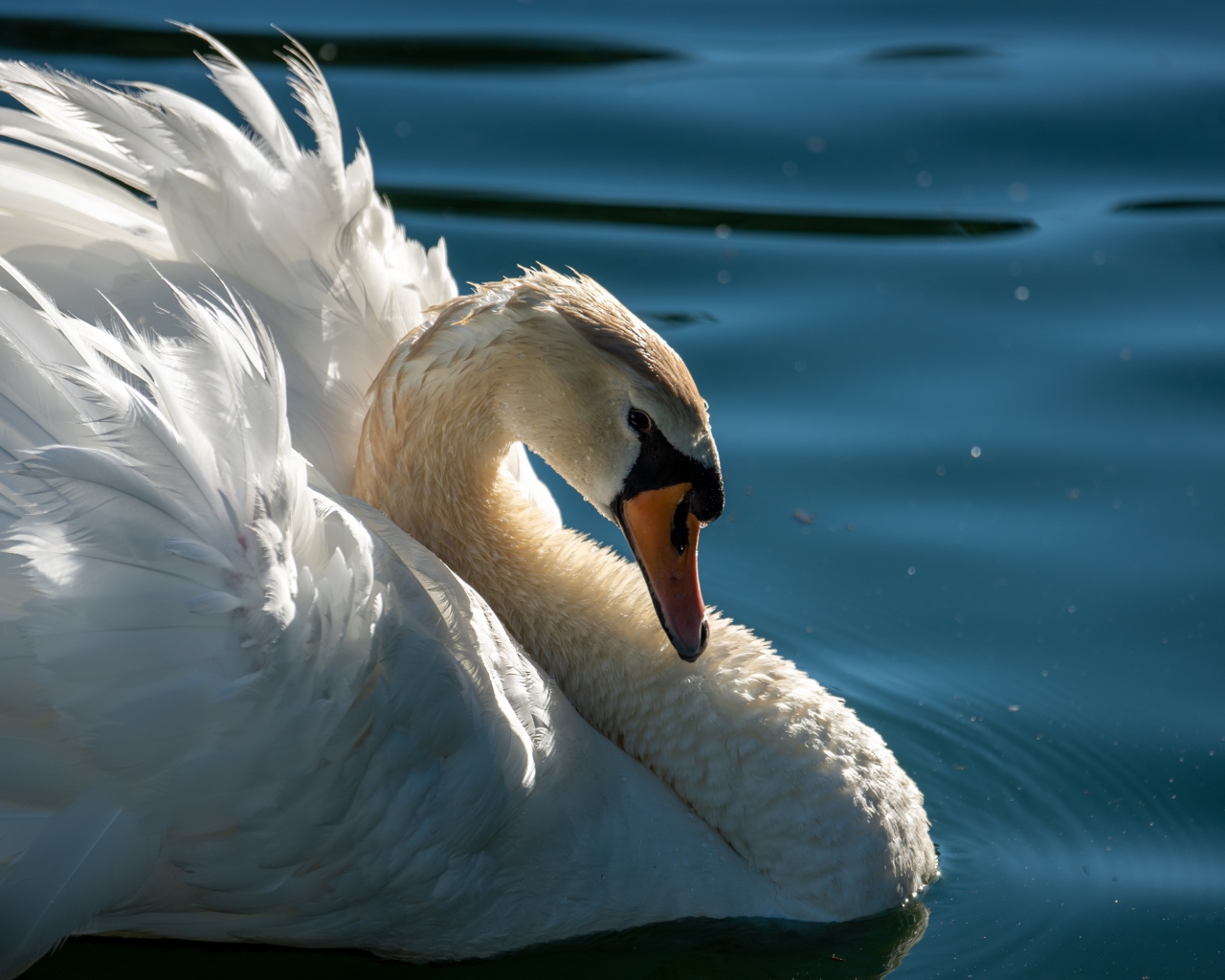 Большой красивый белый лебедь в воде крупным планом