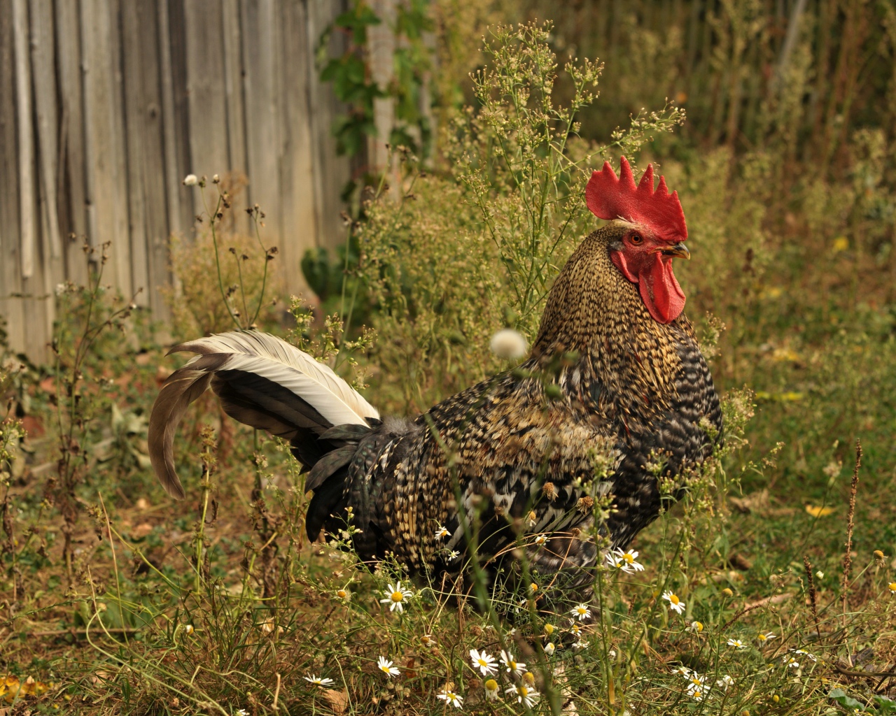Большой коричневый петух у забора 