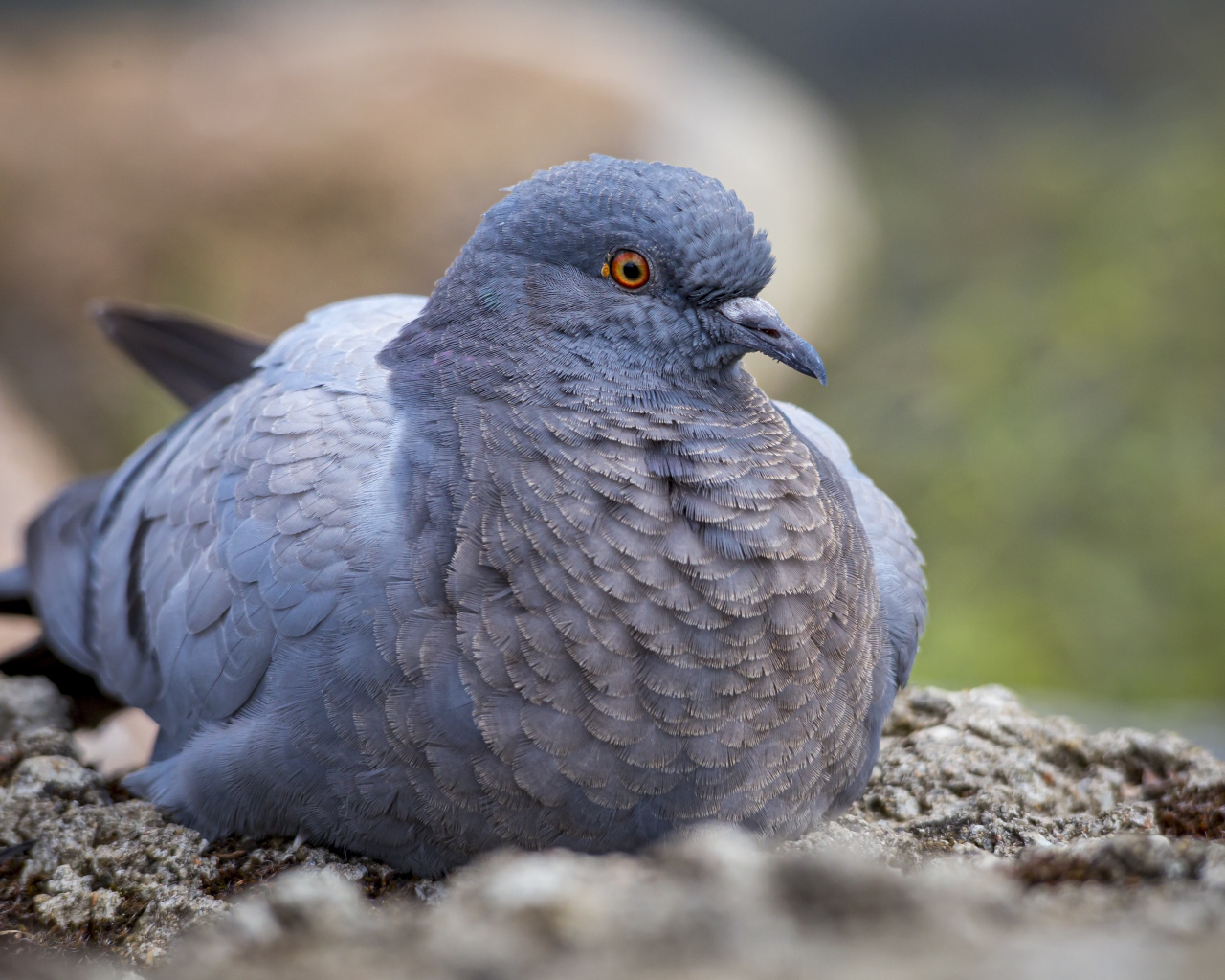Большой голубь сидит на земле