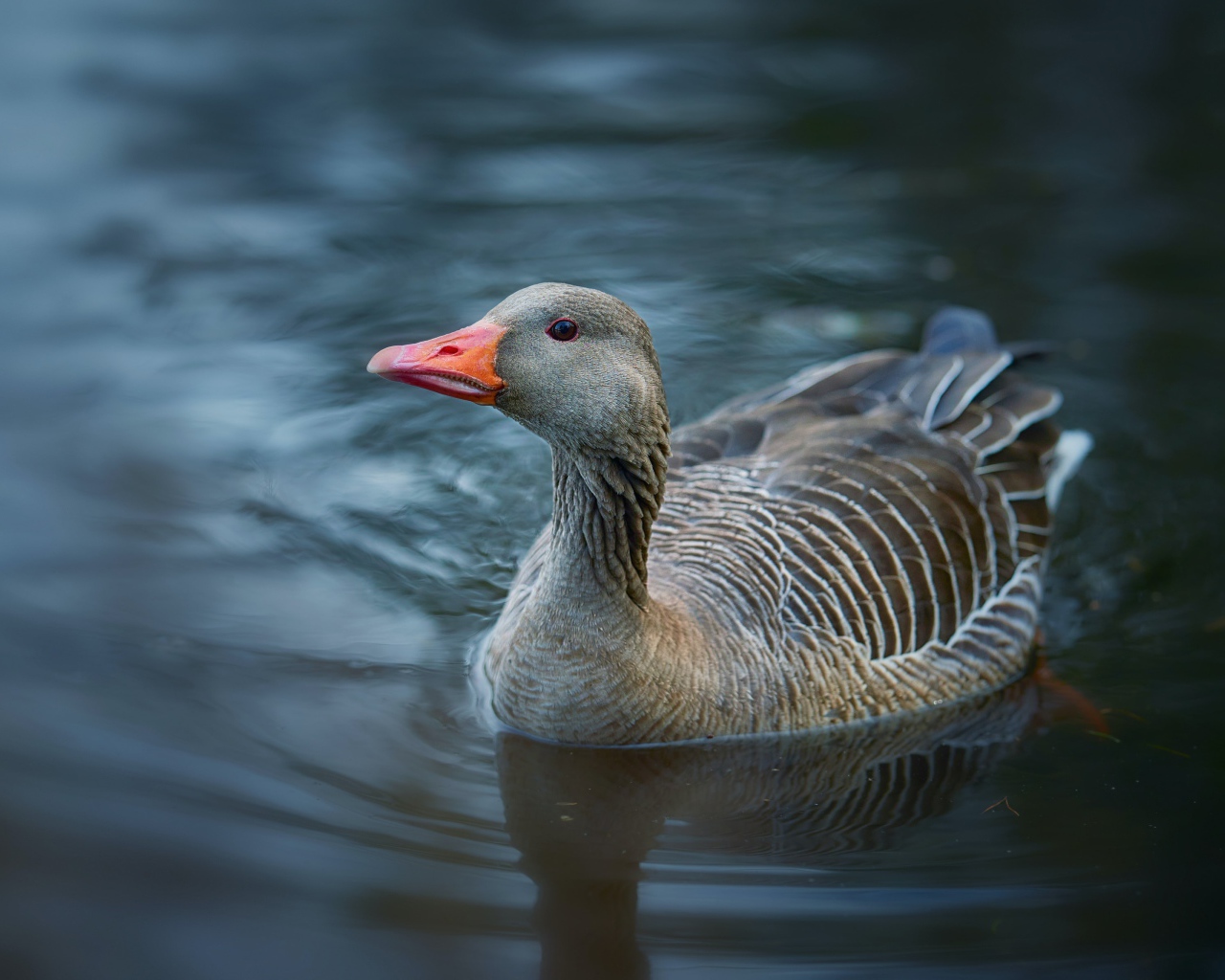 Большой серый гусь плавает в воде 