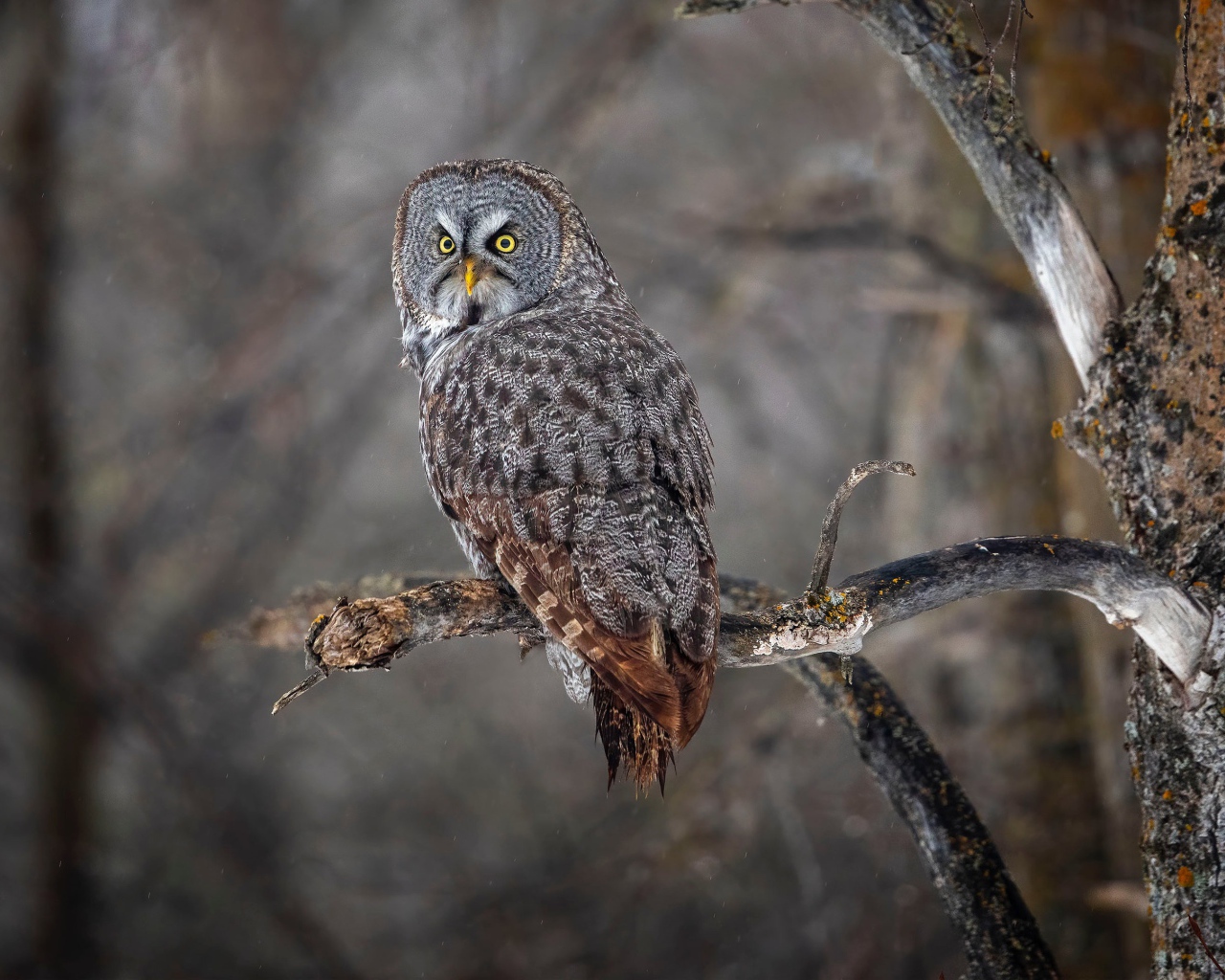 Большая серая сова с желтыми глазами на ветке в лесу