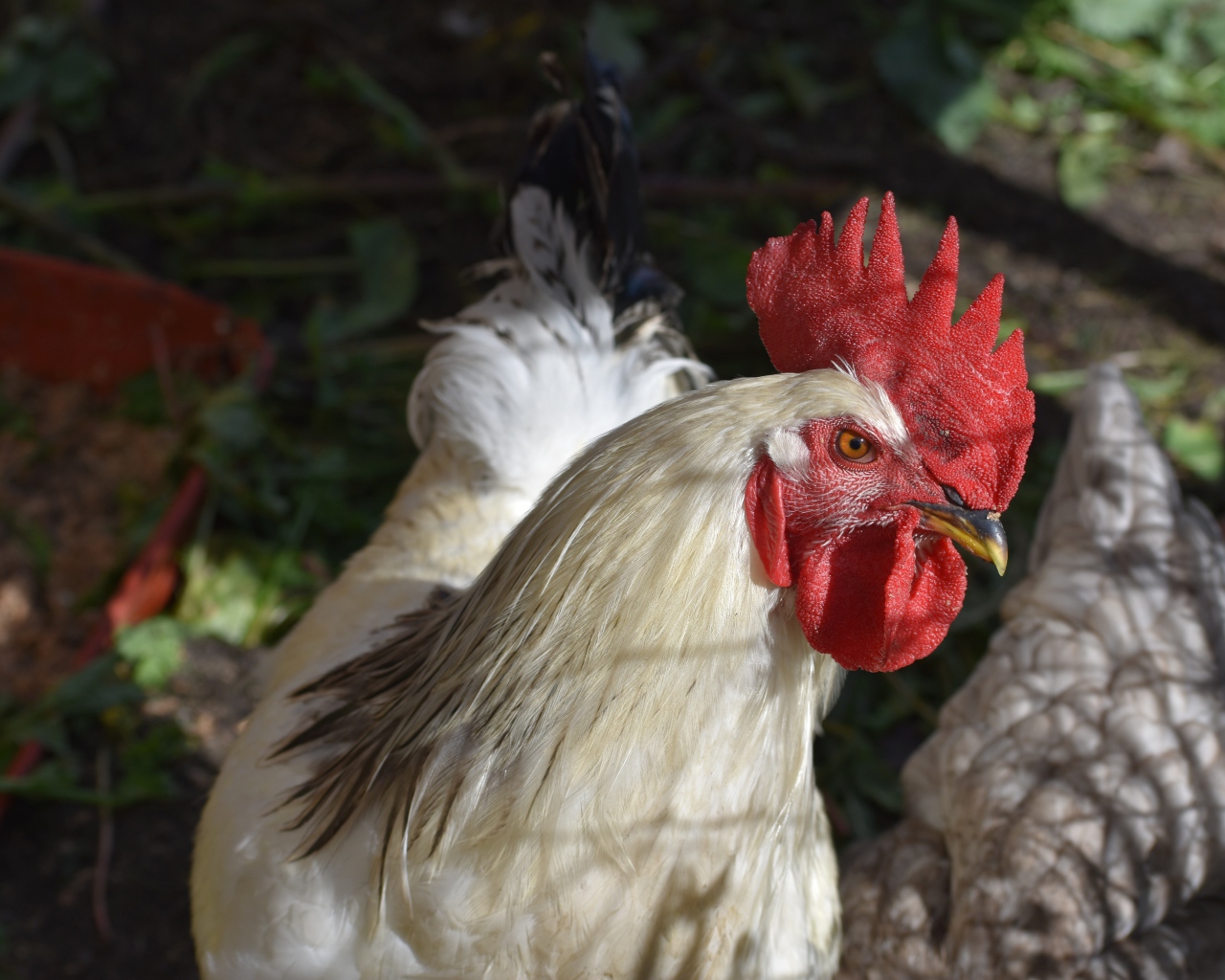 Большой домашний петух во дворе 