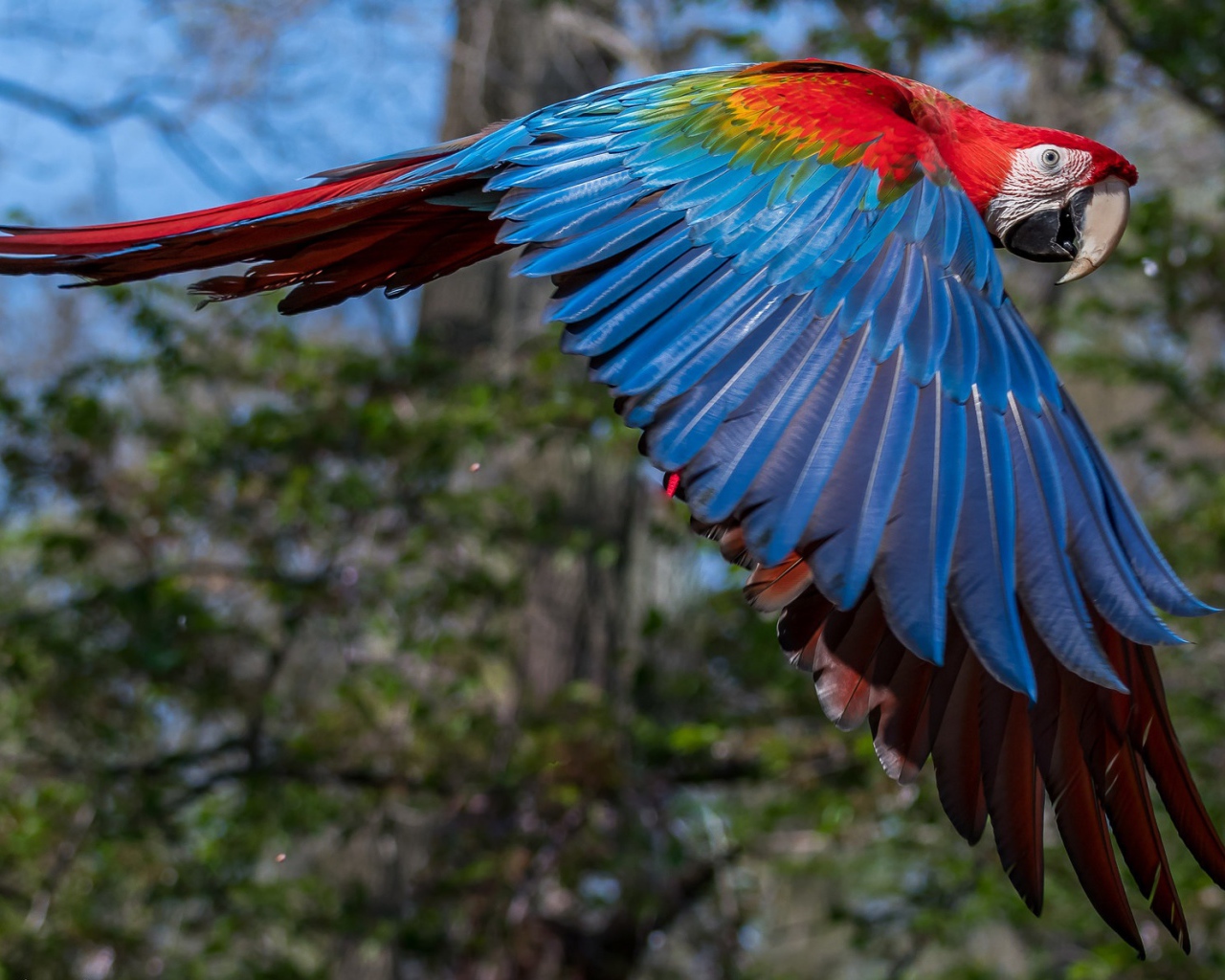 Большой попугай ара летит в воздухе 