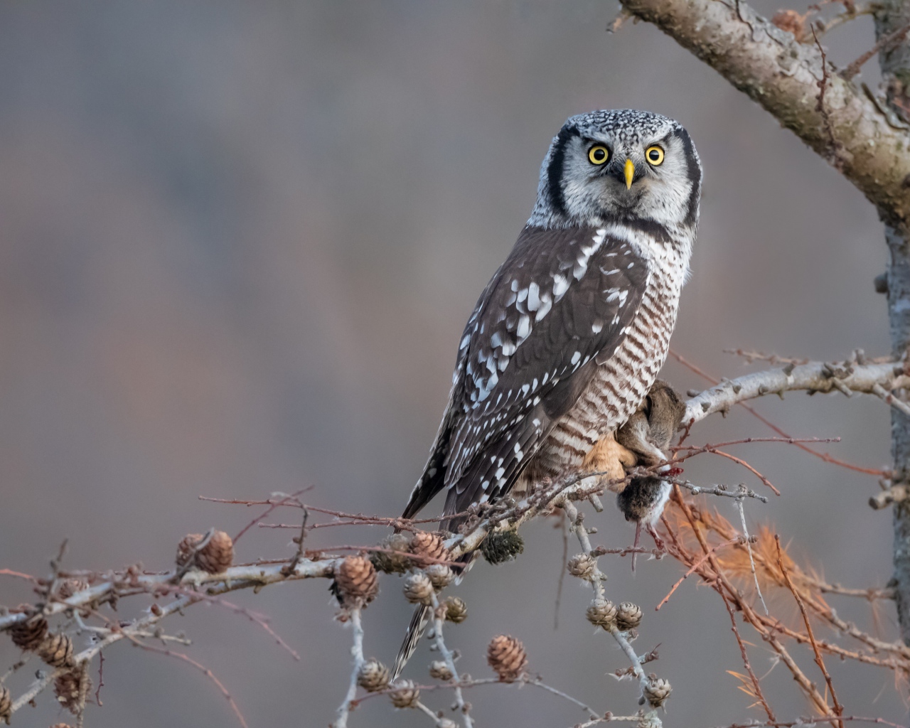 Большая сова сидит на ветке с добычей 