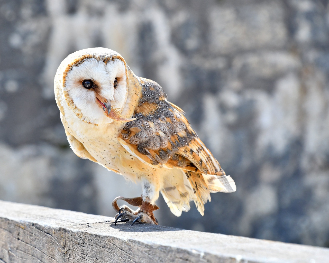 Большая сова сидит на заборе 