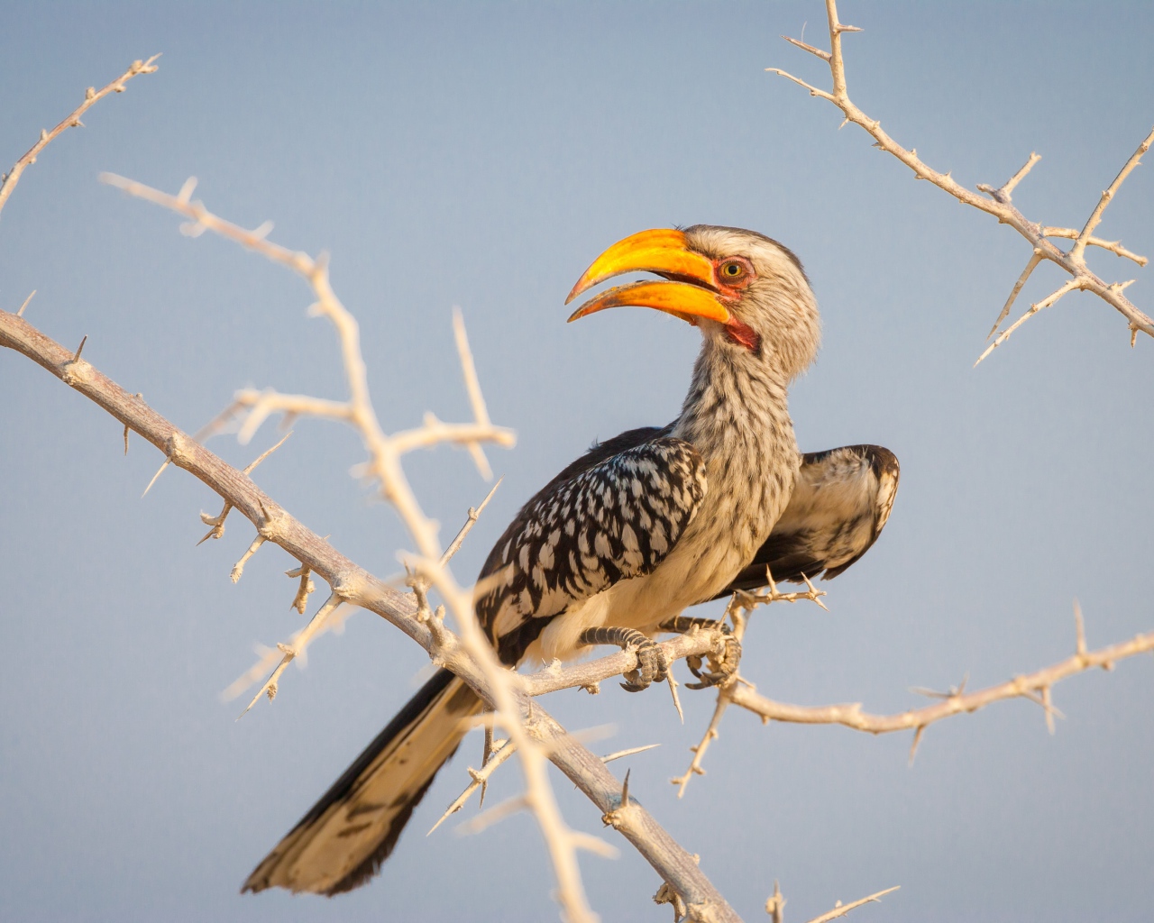 Большая птица носорог сидит на ветке 