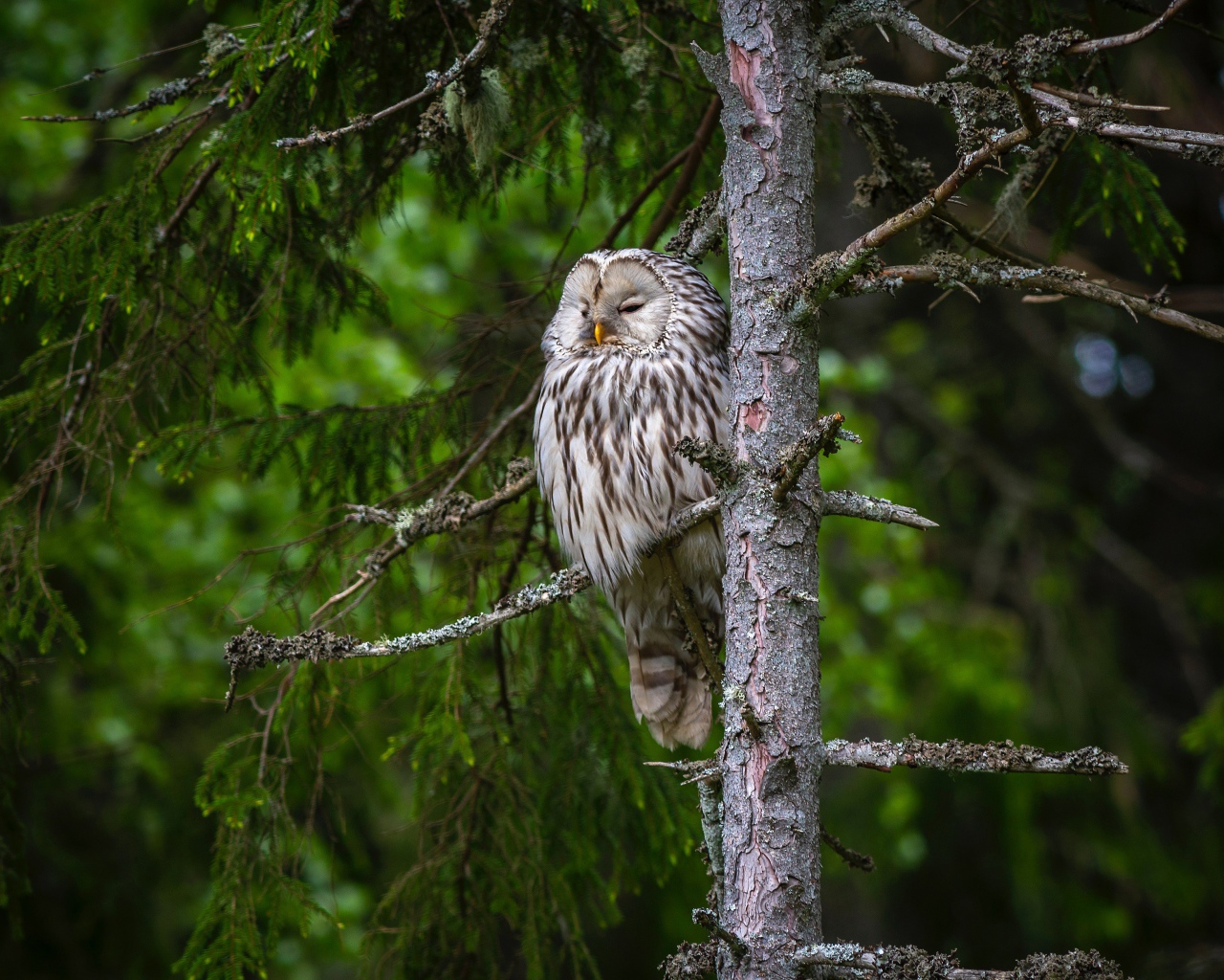 Большая сонная сова на ветке ели