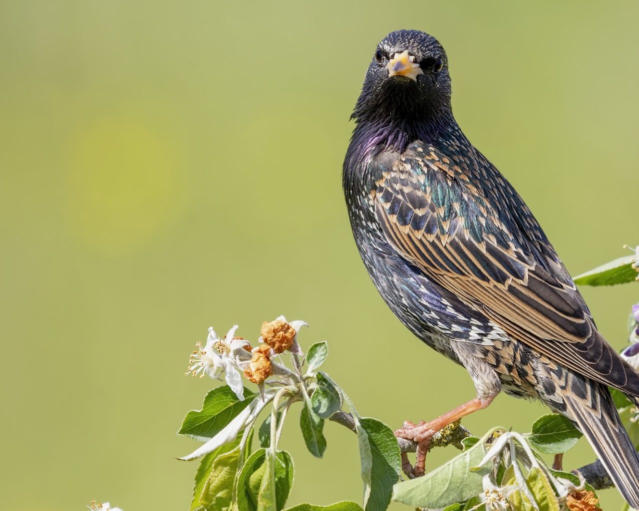 Большой скворец сидит на ветке дерева 