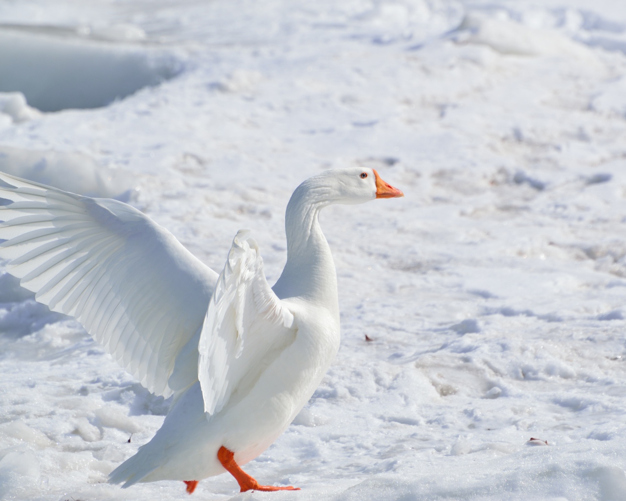 Большой белый домашний гусь на снегу 