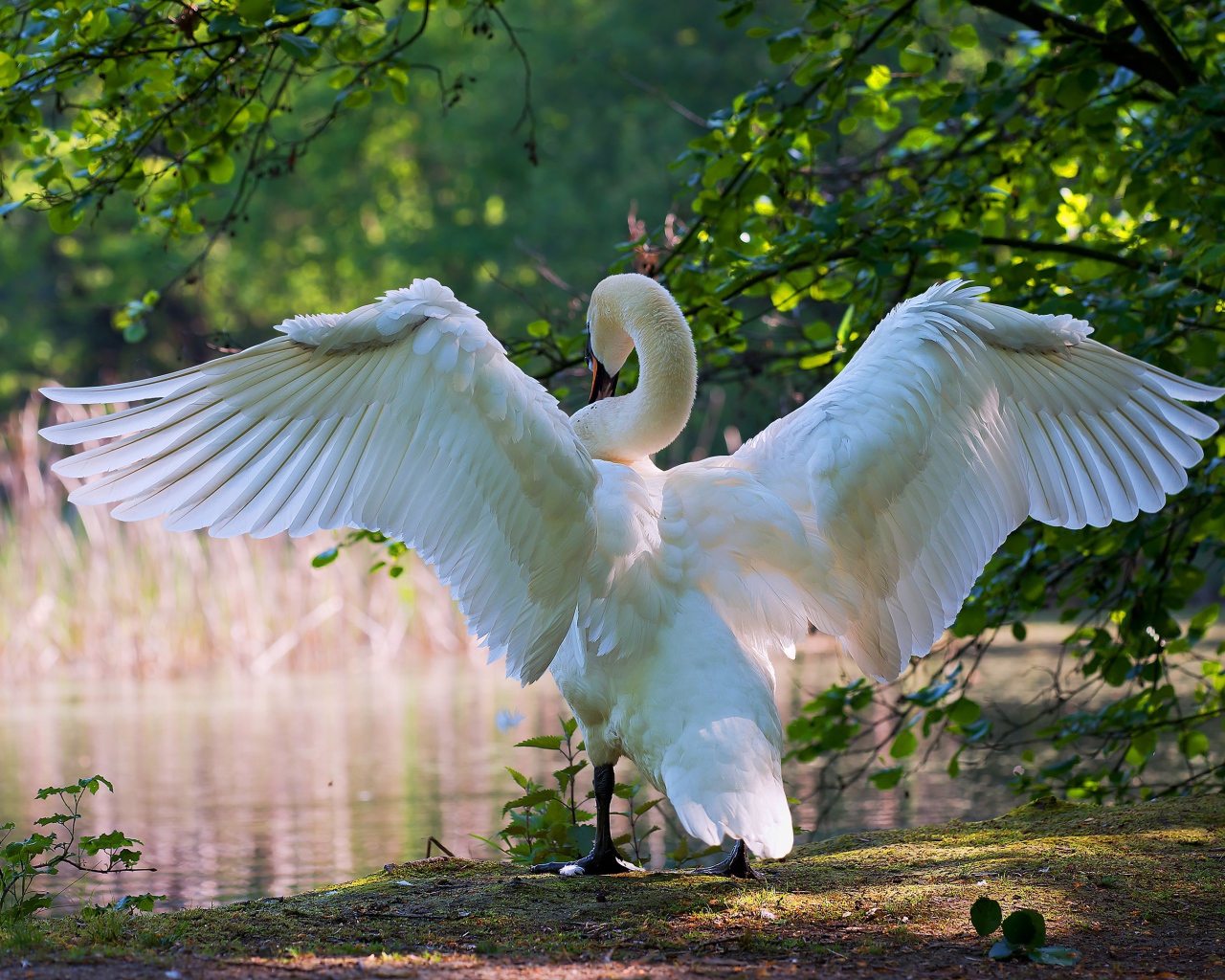 Big white swan spread its wings at the pond