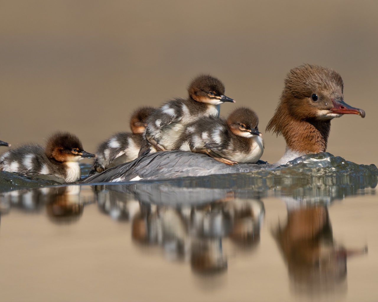 Птица в воде с маленькими птенцами 