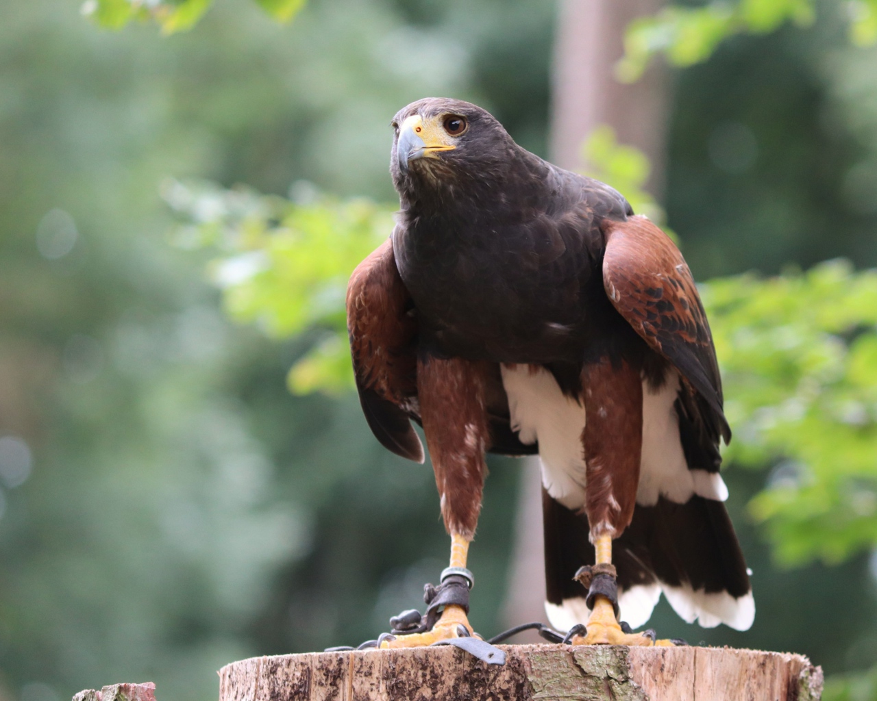 Хищная птица сидит на пне 