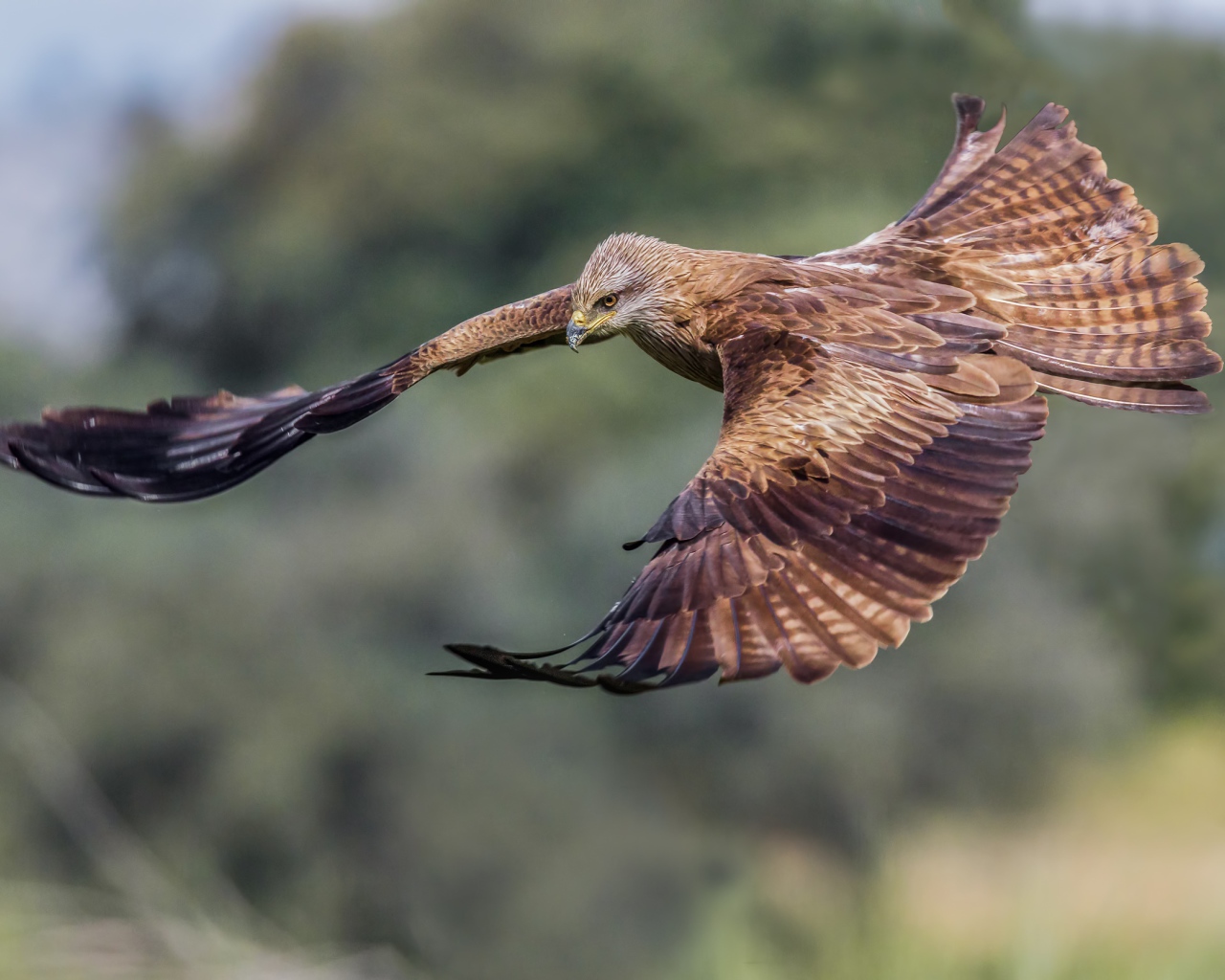 Черный коршун на охоте
