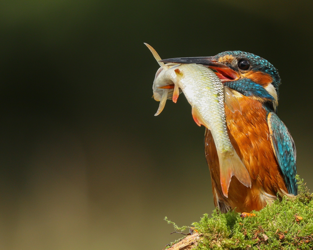 Яркая птица зимородок с рыбой в клюве