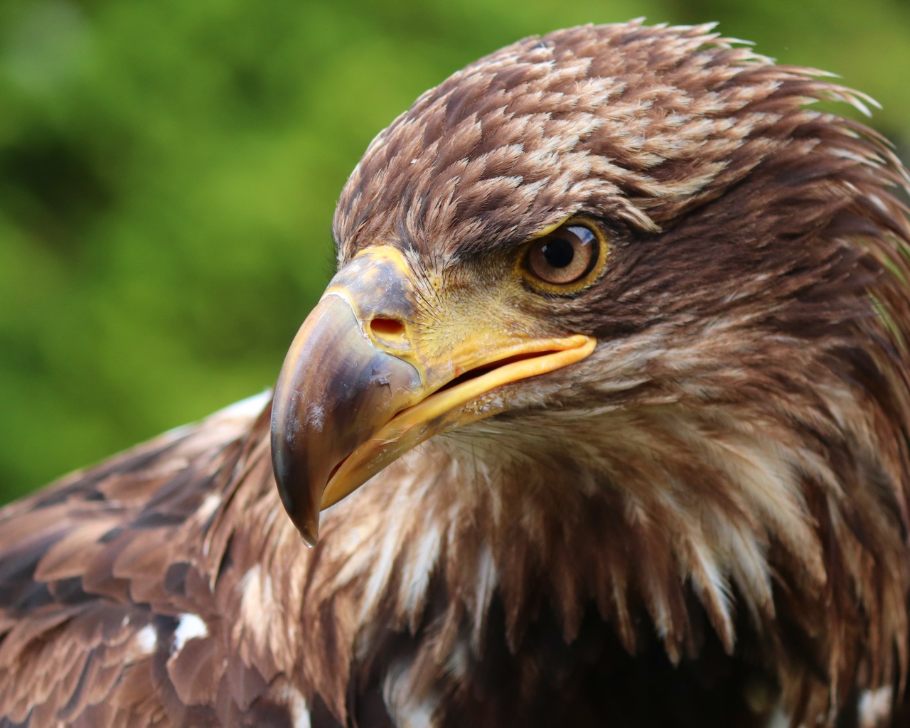 Коричневая хищная птица с острым клювом 