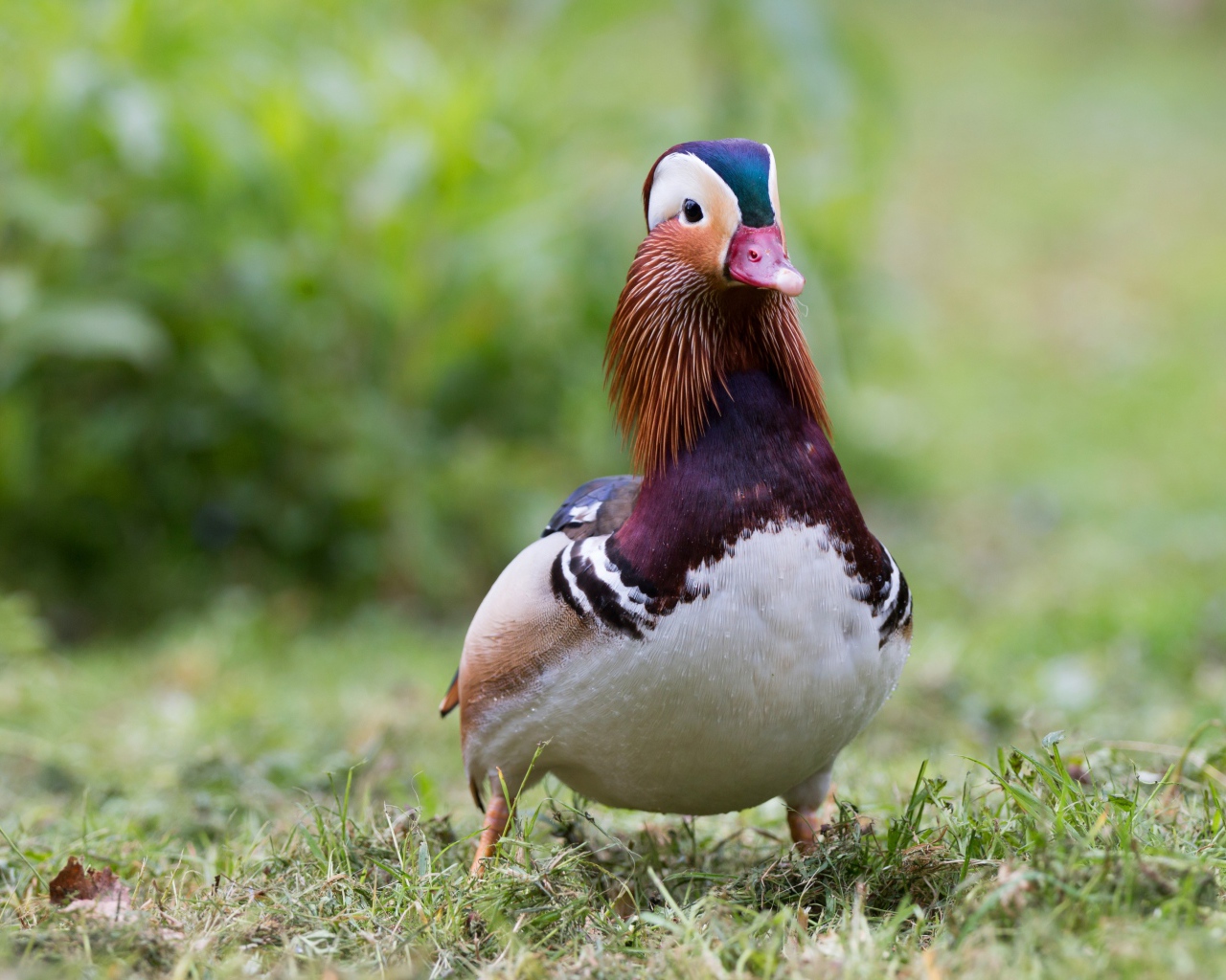 Милая уточка мандаринка идет по траве