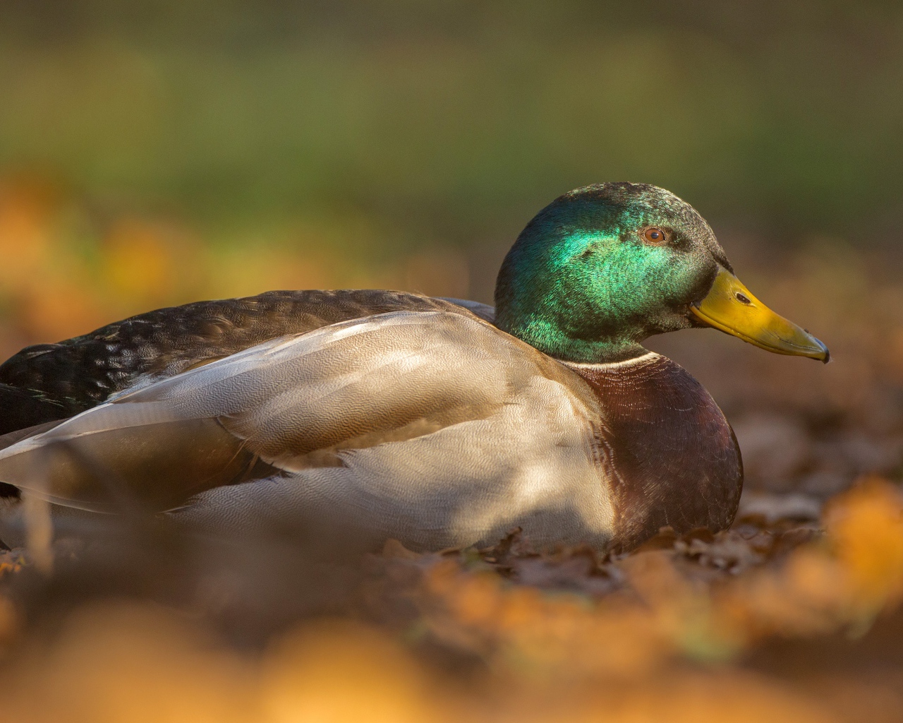 Duck sits on dry foliage