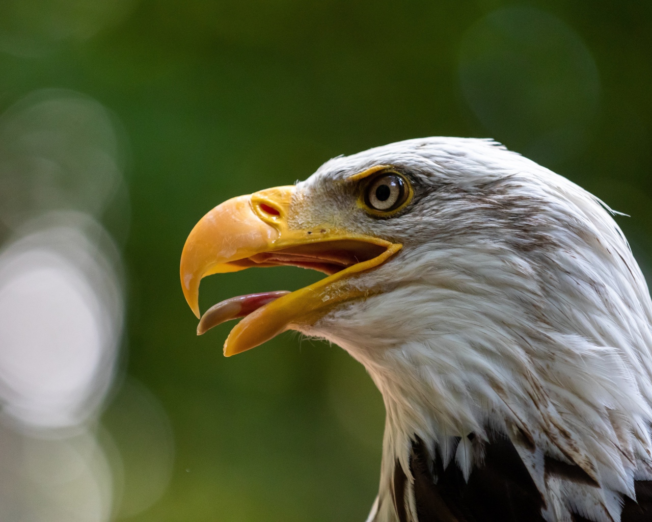Орел с острым открытым клювом 
