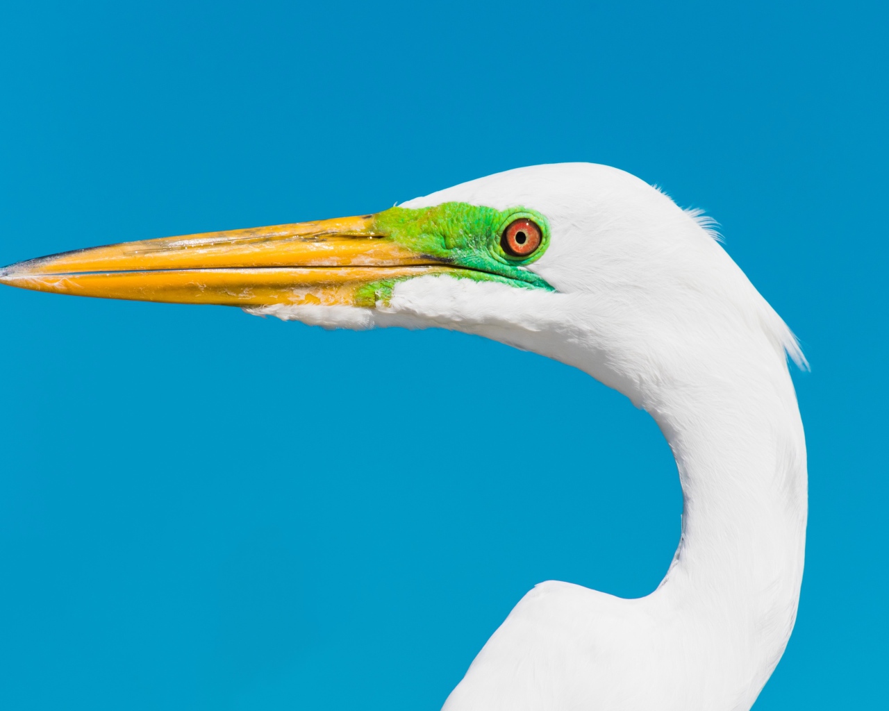 Голова белой цапли с острым клювом на голубом фоне 