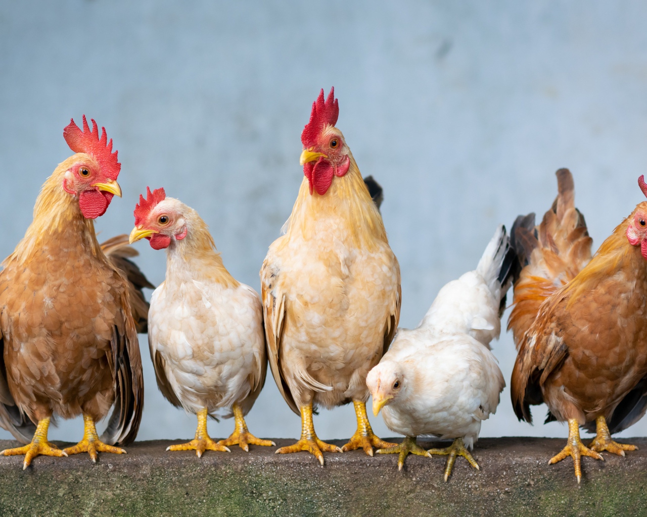 Пять домашних кур крупным планом