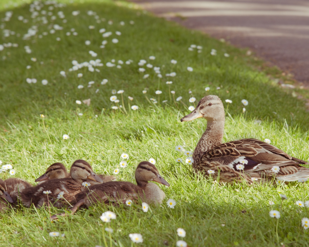 Серая утка с утятами на зеленой траве с белыми ромашками
