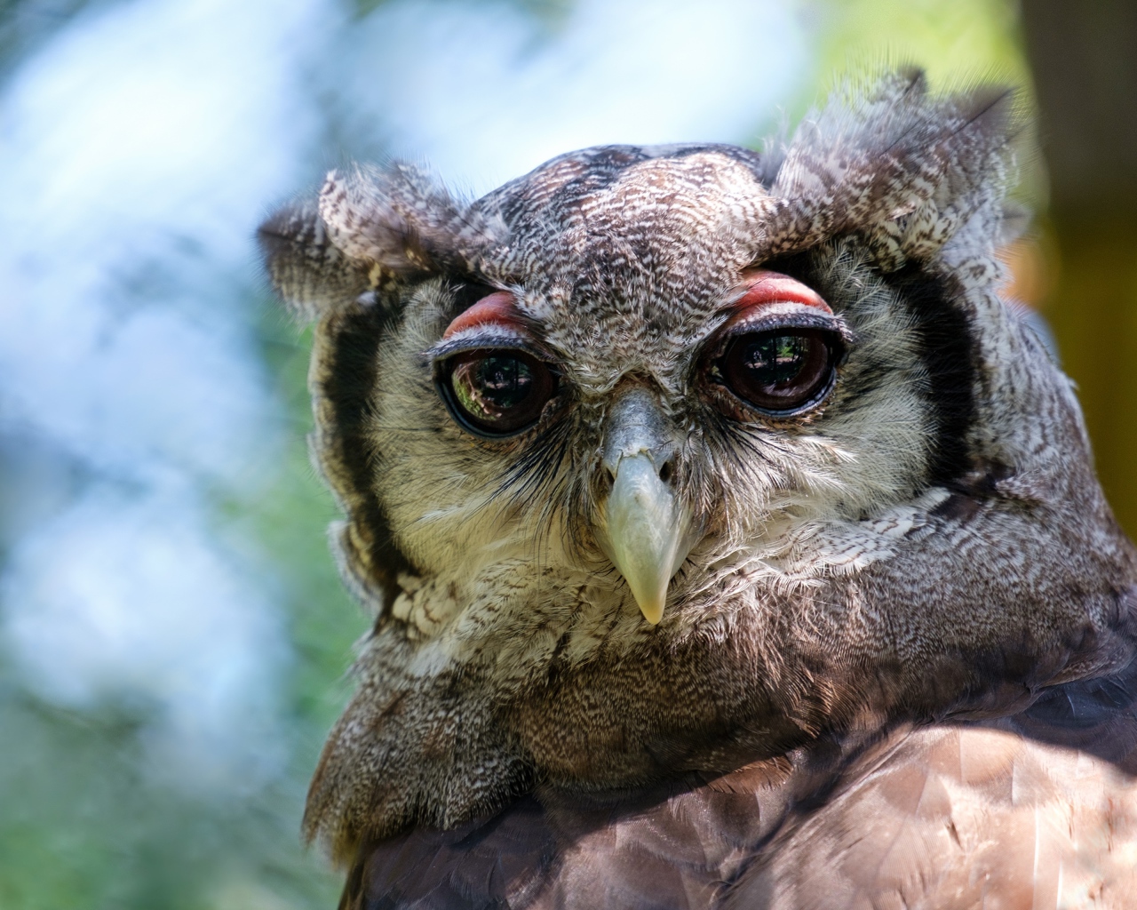 Серая сова с большими глазами