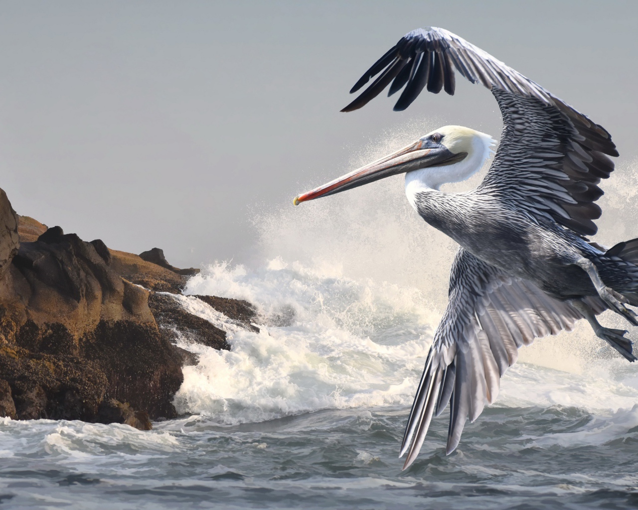 Большой пеликан летит над морскими волнами