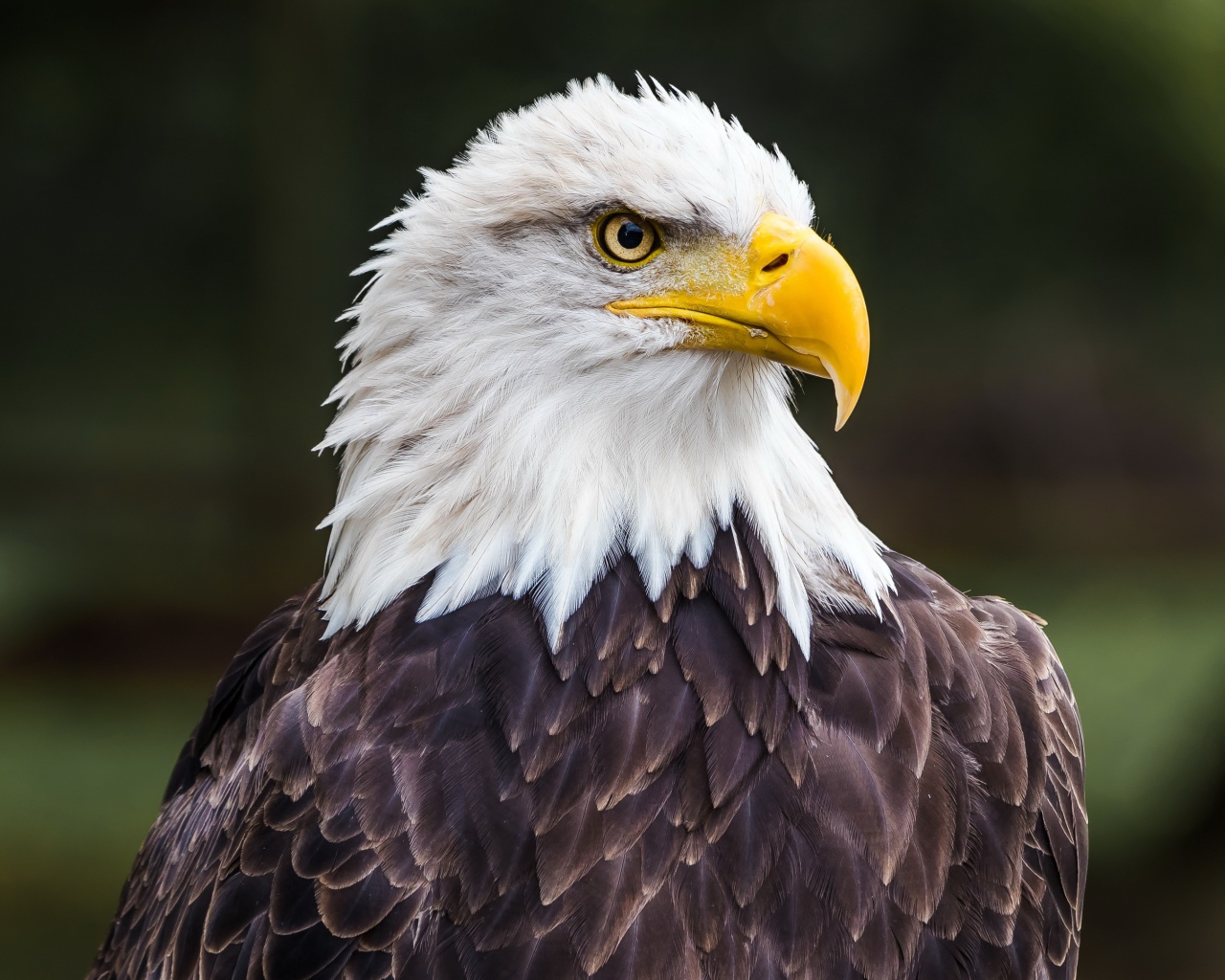 Большой белоголовый орлан с острым желтым клювом