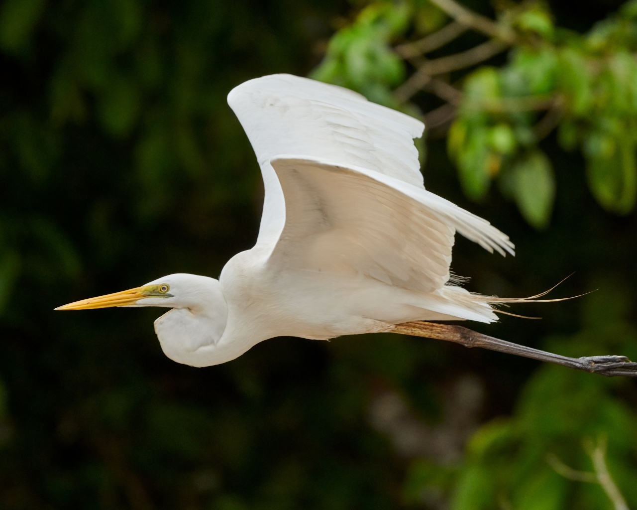 Большая белая цапля пролетает над землей