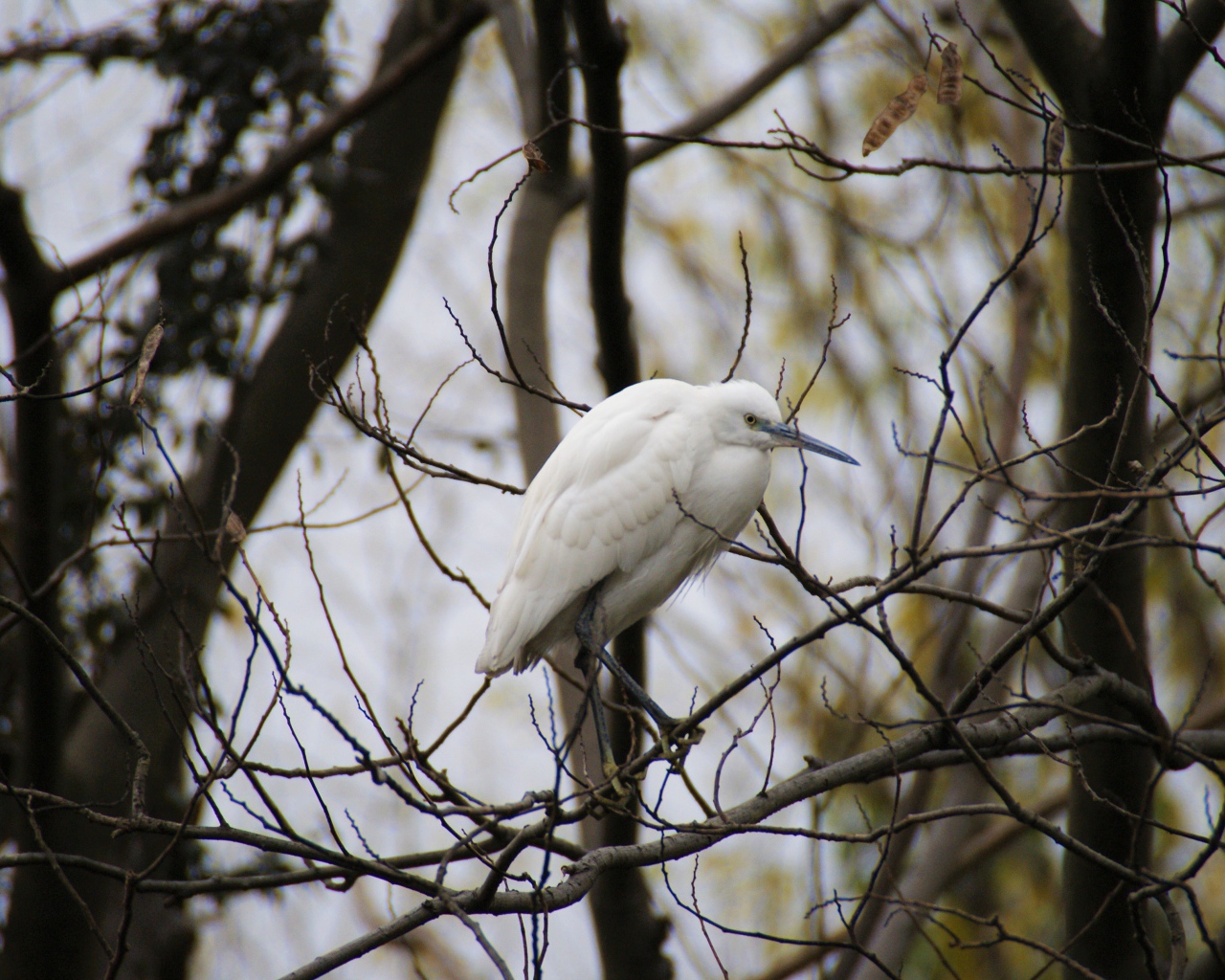Большая белая цапля сидит на ветке дерева 