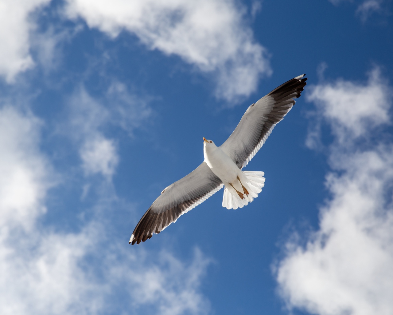 Большая серая чайка в голубом небе 