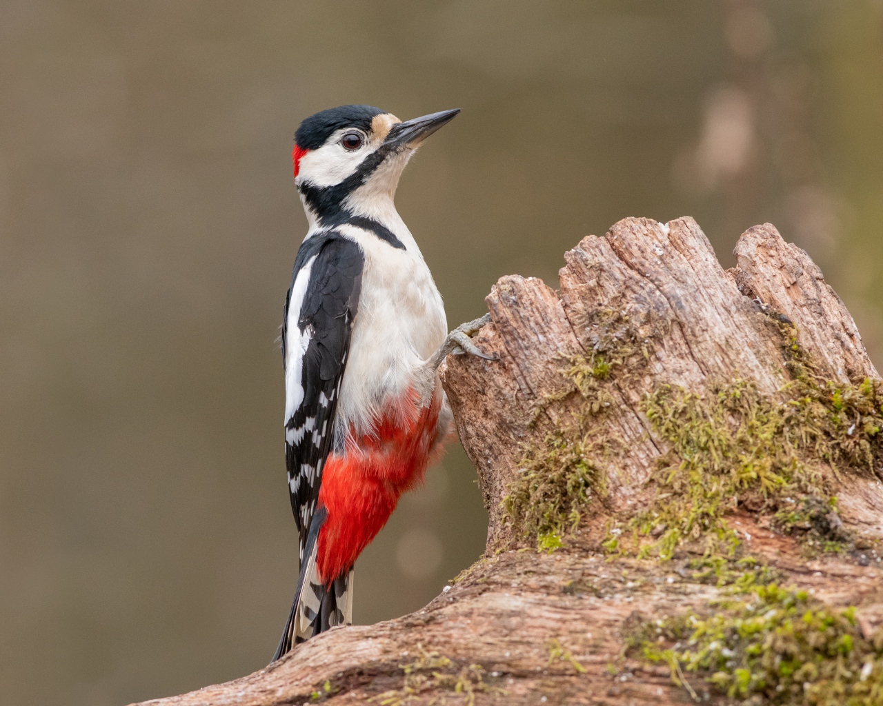 Большой пестрый дятел сидит на сухом дереве 