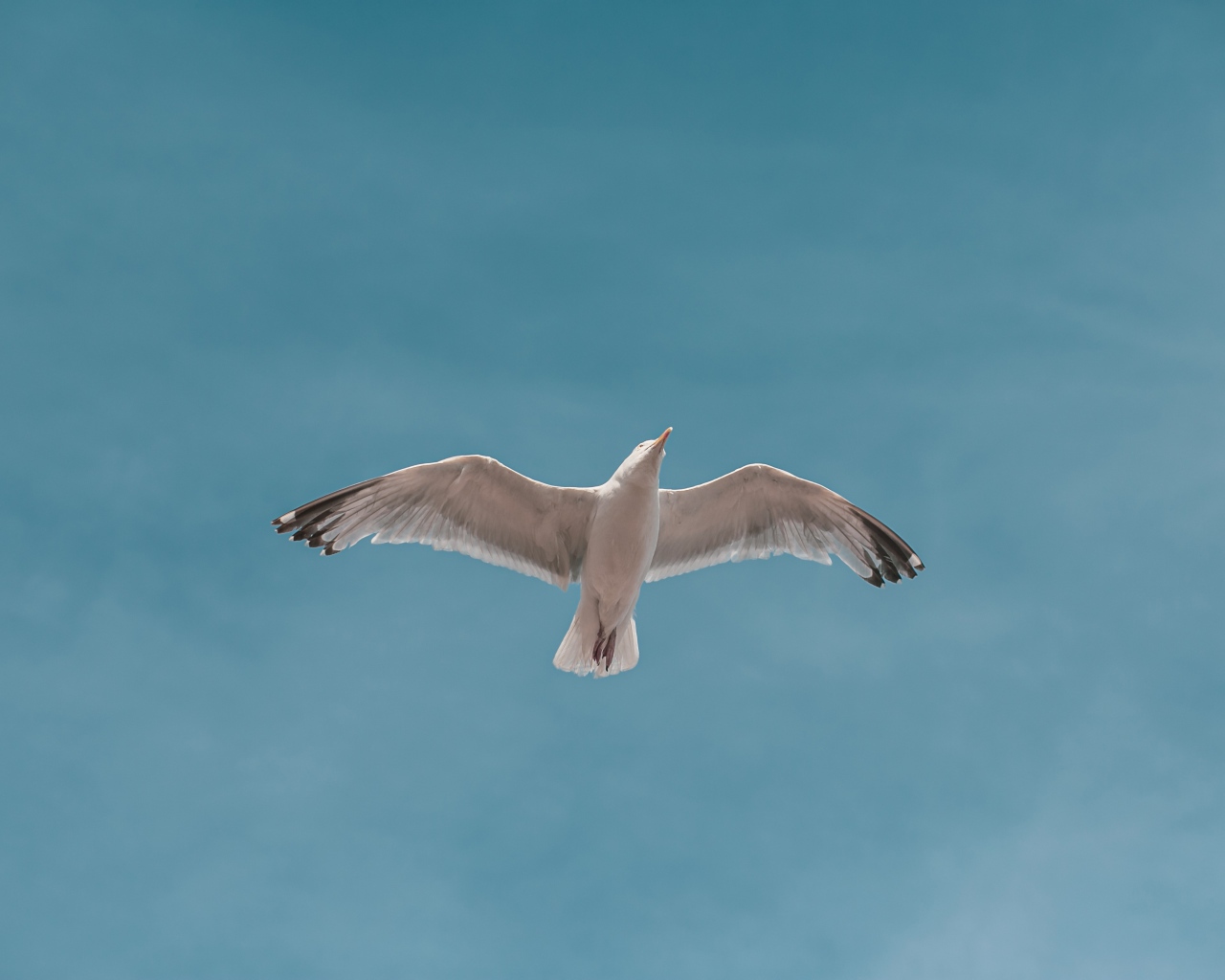 Большая белая чайка летит в голубом небе