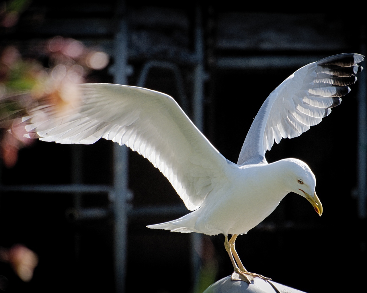 Большая белая чайка сидит на камне 