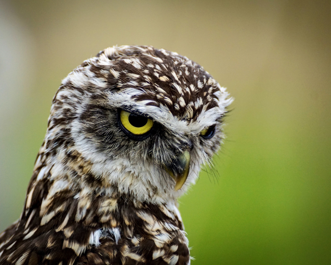Head of a big owl with yellow eyes close-up