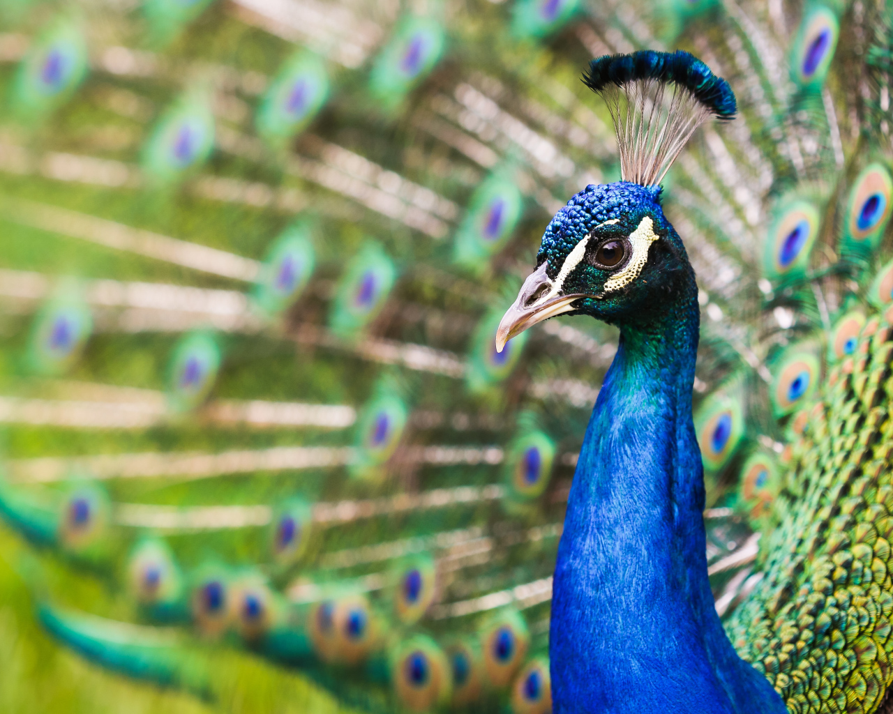 Голова голубого красивого павлина крупным планом