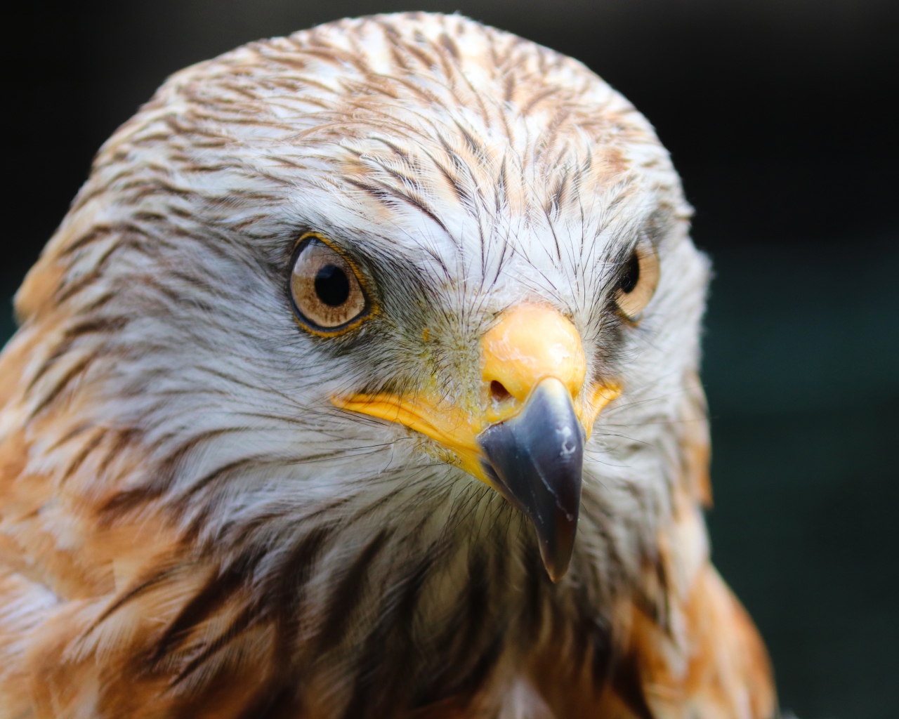 Голова хищного беркута с острым клювом